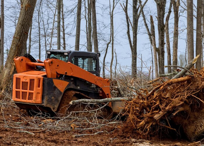 Tree Removal