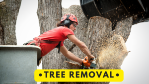 Tree removal services in Pennsylvania