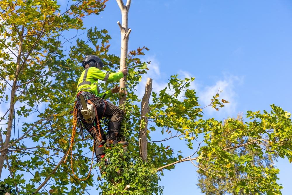Tree Removal and Property Value: How Trees Impact Real Estate