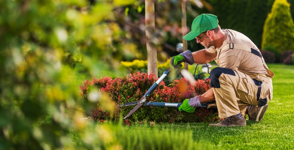 Understanding Cutting, Pruning, and Stump Removal